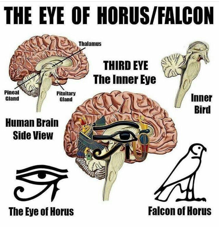 Diagram titled "The Eye of Horus/Falcon" showing a comparison between the human brain and the Eye of Horus symbol. The diagram includes:

A side view of the human brain highlighting the thalamus, pineal gland, and pituitary gland. The phrase "THIRD EYE The Inner Eye" indicating the thalamus. An illustration of the brain with an overlay of the Eye of Horus symbol.
A labeled "Inner Bird" representation of the brainstem. Symbols of "The Eye of Horus" and "Falcon of Horus."