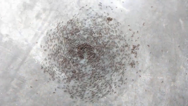 A large group of ants following each other in a circular pattern, known as an ant mill or death circle.