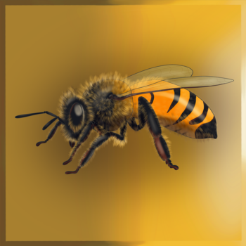 Bee