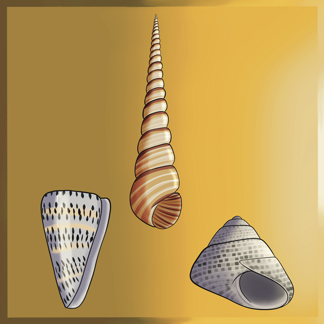 Three different types of conical shells. The shell on the left is triangular with black spots, the middle shell is tall and spiraled with brown and beige stripes, and the shell on the right is more rounded with a grey and white pattern.