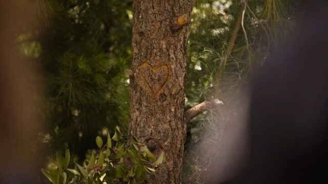 A love heart is carved into the bark of a tree, surrounded by green foliage.