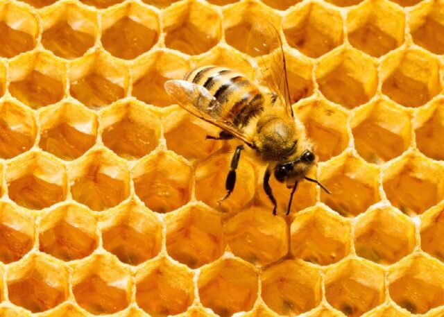 A honeybee is perched on a hexagonal honeycomb structure, which is the natural storage unit bees use for honey and larvae. The honeycomb is characterized by its distinctive, geometric hexagonal cells filled with golden honey.